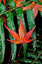 Red Maple Leaf on Fern